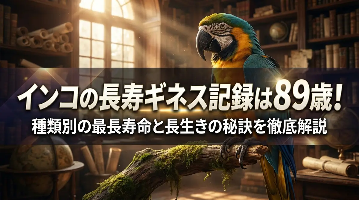 インコの長寿ギネス記録は89歳!種類別の最長寿命と長生きの秘訣を徹底解説
