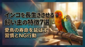 インコを長生きさせる飼い主の特徴7選｜愛鳥の寿命を延ばす習慣とNG行動