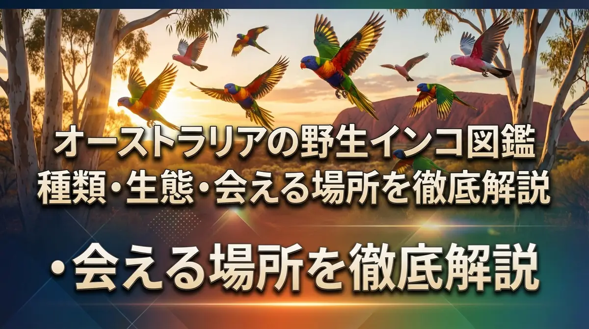 オーストラリアの野生インコ図鑑｜種類・生態・会える場所を徹底解説