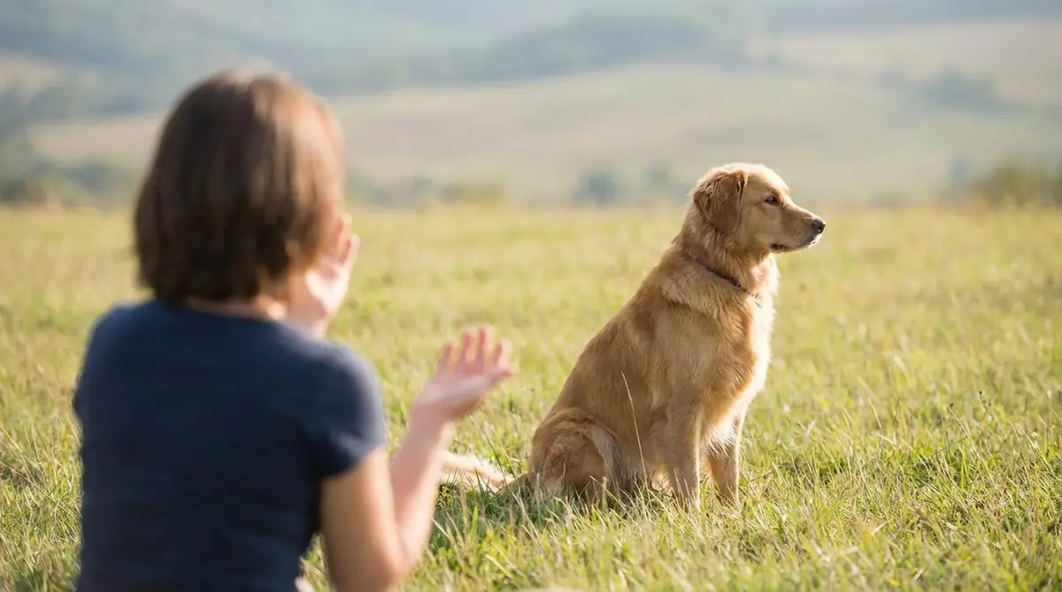 呼んでも来ない…よくある失敗と対処法