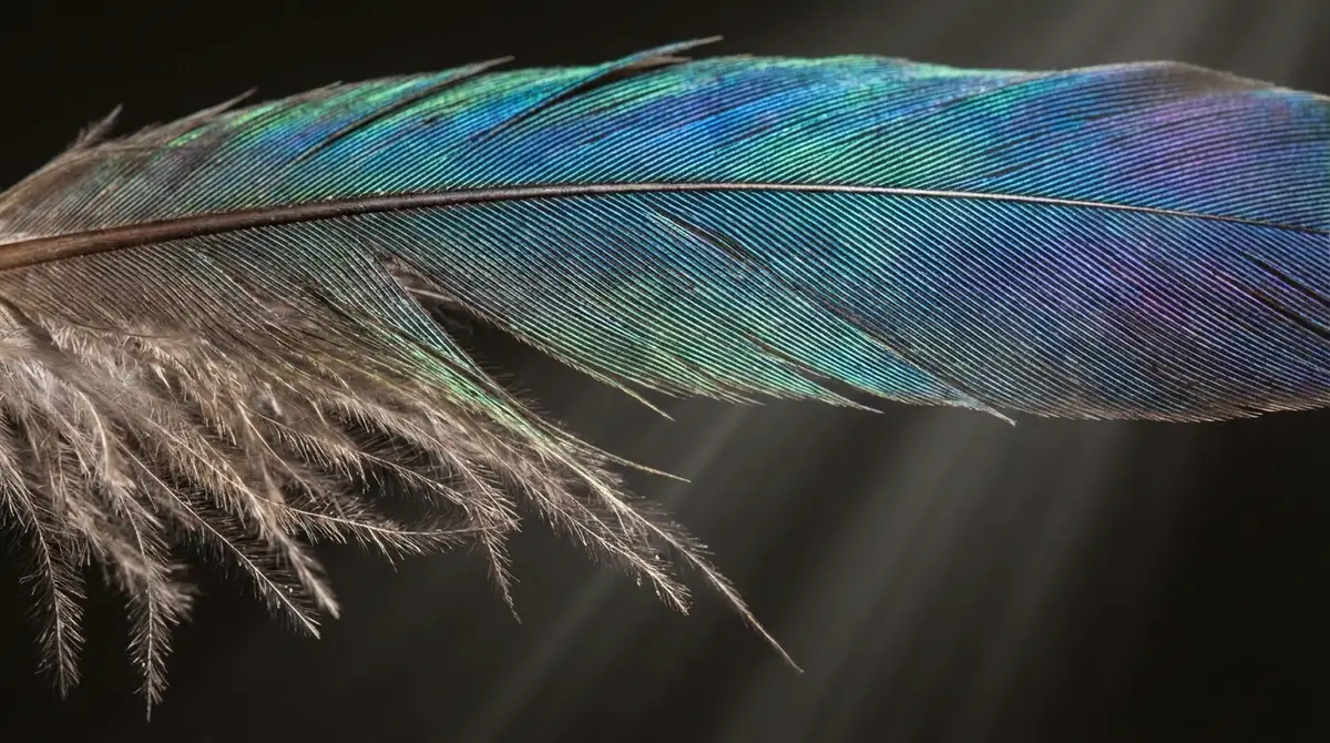 インコ特有の羽の特徴|脂粉と構造色の仕組み