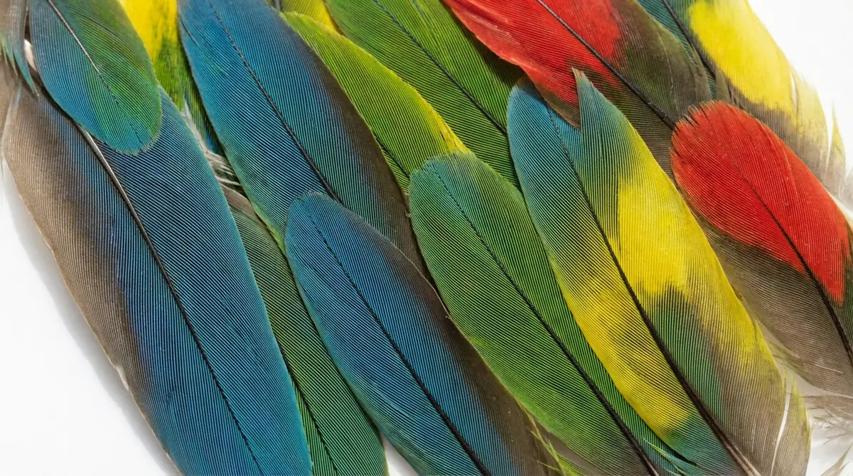 インコの羽の構造に関するよくある質問