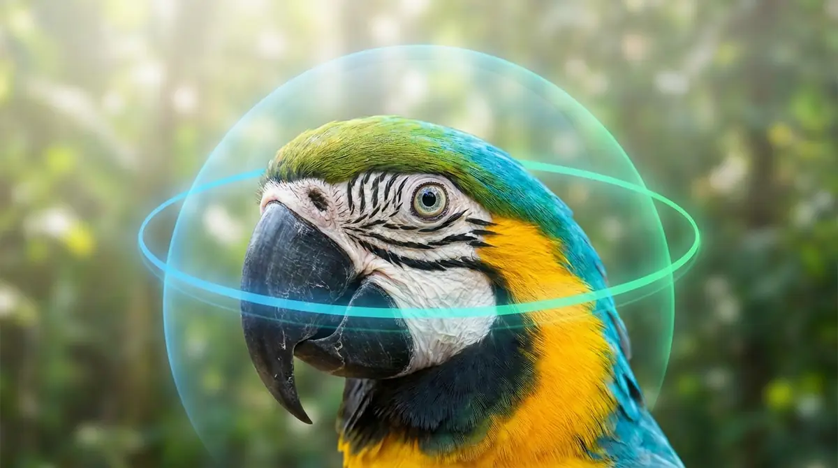 インコの視野は約340度|ほぼ全方位が見える目の秘密