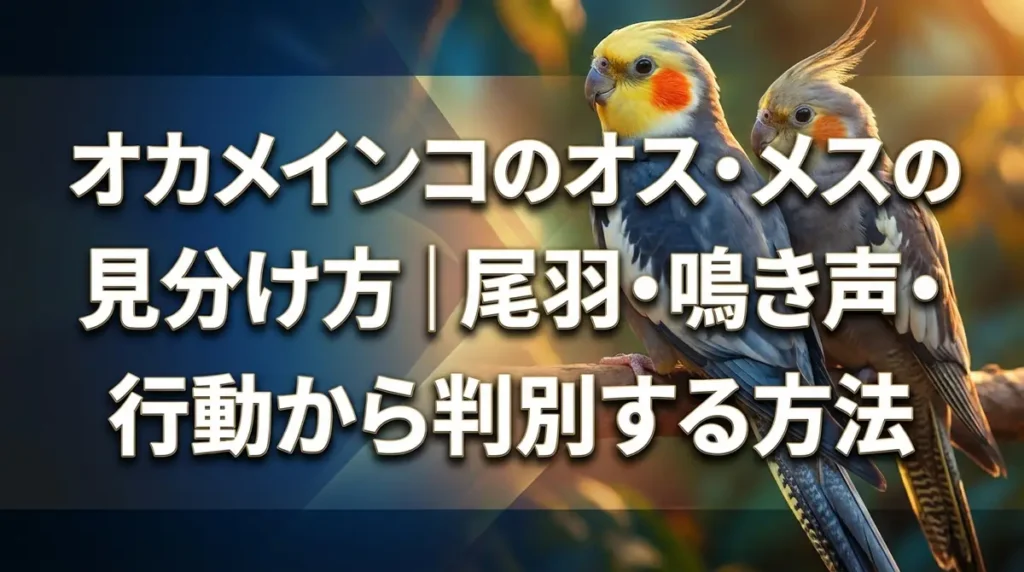 オカメインコのオス・メスの見分け方｜尾羽・鳴き声・行動から判別する方法