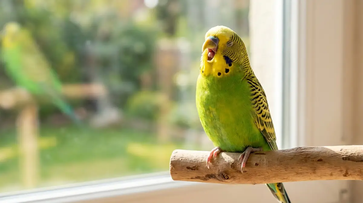 【結論】インコのあくびが多くても基本的には心配不要