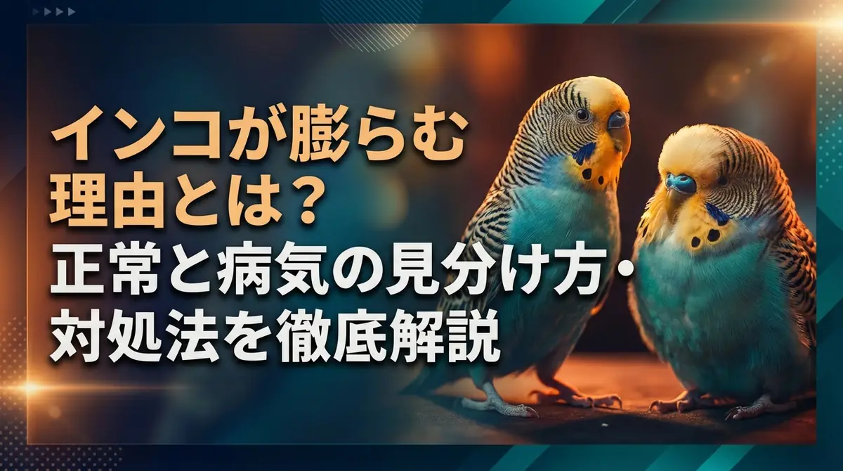 インコが膨らむ理由とは？正常と病気の見分け方・対処法を徹底解説