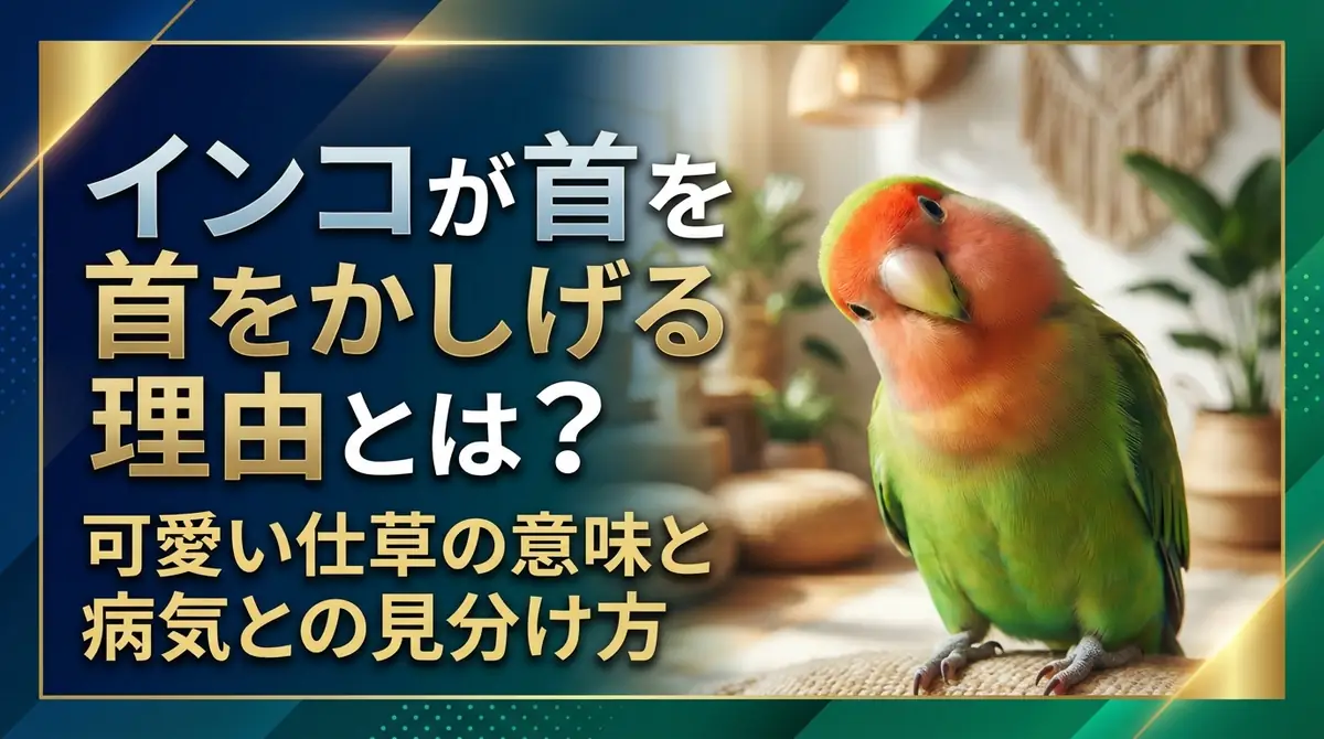 インコが首をかしげる理由とは？可愛い仕草の意味と病気との見分け方